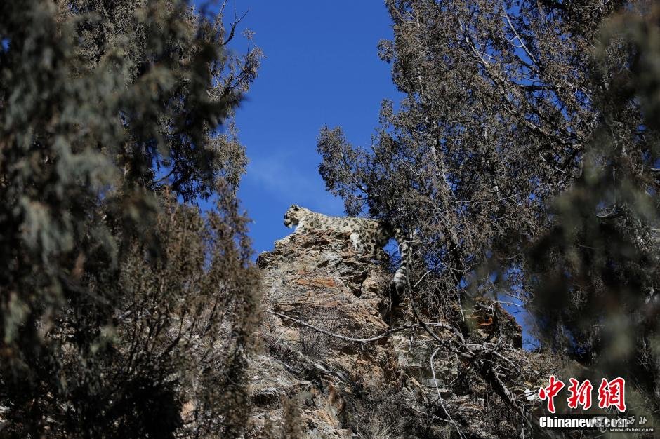 青海三江源腹地现雪豹踪影（高清组图）