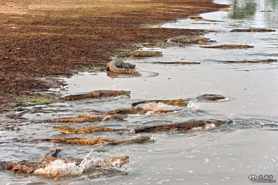 上百条鳄鱼袭击河马群 场面壮观