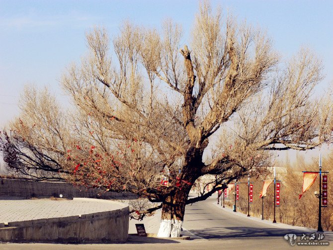 袁晓娟摄影作品