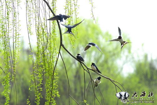 【视觉】兰州：黄河边上燕起舞