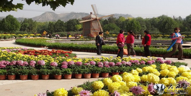 兰州植物园 金菊绽放迎国庆