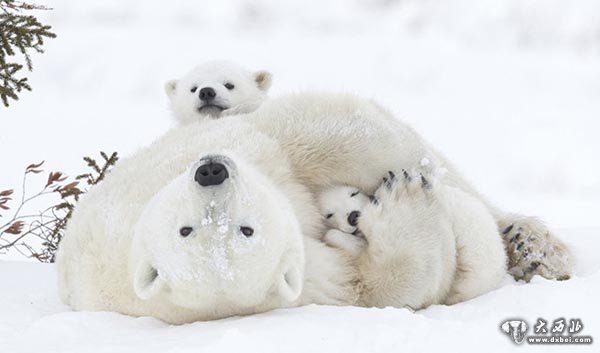 北极熊妈妈小睡遭熊孩子扰梦 宠溺搂入怀中暖化了