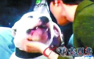 女主播在节目中被狗咬。 女主播在节目中被狗咬。