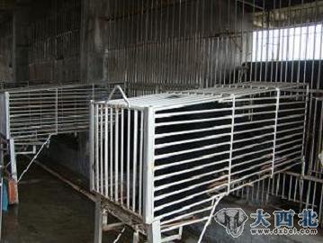 归真堂熊胆粉产地现场直击:活熊如此取胆(组图)