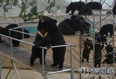 归真堂熊胆粉产地现场直击:活熊如此取胆(组图)