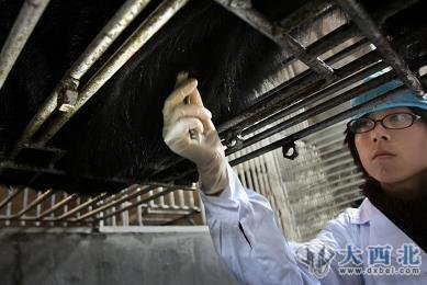 归真堂熊胆粉产地现场直击:活熊如此取胆(组图)