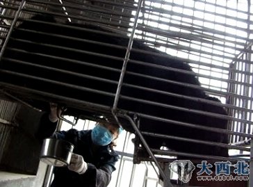 归真堂熊胆粉产地现场直击:活熊如此取胆(组图)