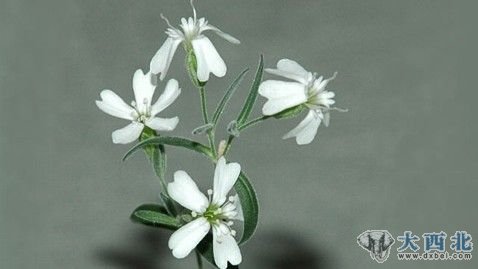 俄罗斯科学家复活三万年前种子 俄罗斯科学家复活三万年前种子