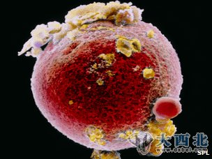 研究人员表示,女性卵巢内的干细胞有朝一日或将帮助我们克服不孕症的困扰 研究人员表示,女性卵巢内的干细胞有朝一日或将帮助我们克服不孕症的困扰