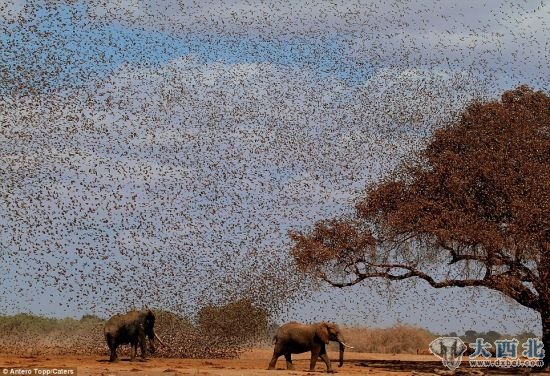 天罗地网:这些鸟聚集在水坑附近,当时这些大象正想喝水。 天罗地网:这些鸟聚集在水坑附近,当时这些大象正想喝水。