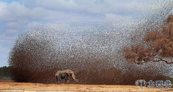 群鸟风暴的中心:一大片黑压压的红嘴奎利亚雀吓窜象群。 群鸟风暴的中心:一大片黑压压的红嘴奎利亚雀吓窜象群。