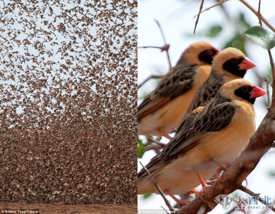 令人望而生畏的鸟群:这些鸟和椋鸟差不多大,聚在一起形成密布的乌云(左)。近距离观看,它们的特征包括红嘴、橙胸等。 令人望而生畏的鸟群:这些鸟和椋鸟差不多大,聚在一起形成密布的乌云(左)。近距离观看,它们的特征包括红嘴、橙胸等。