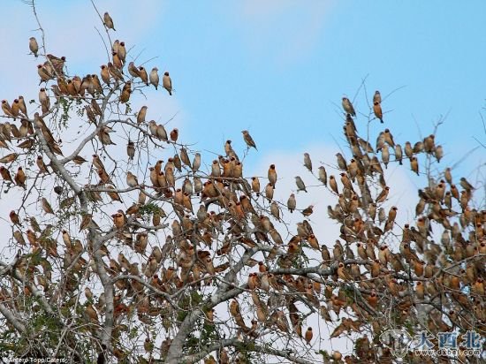 无害:这些鸟非常小,但聚集起来形成规模后,足以使大象望而生畏。 无害:这些鸟非常小,但聚集起来形成规模后,足以使大象望而生畏。