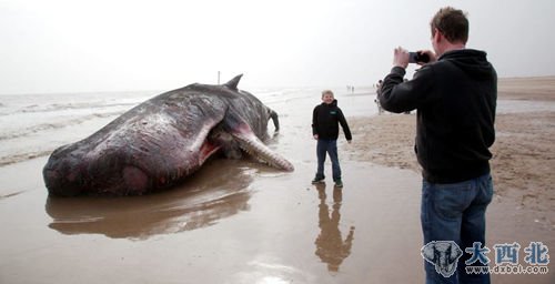 还有不少人和死亡的鲸合影。 还有不少人和死亡的鲸合影。