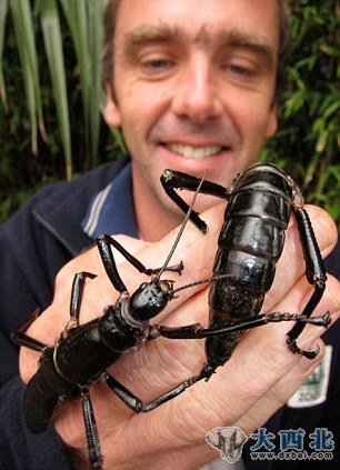 卡莱尔展示着体型很大的竹节虫。科学家在柏尔金字塔巨型岩石上发现这些不能飞的昆虫。 卡莱尔展示着体型很大的竹节虫。科学家在柏尔金字塔巨型岩石上发现这些不能飞的昆虫。