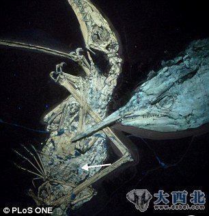 古代鱼同这只飞行爬行动物扭打在一起,随后筋疲力尽,最后窒息而死。 古代鱼同这只飞行爬行动物扭打在一起,随后筋疲力尽,最后窒息而死。