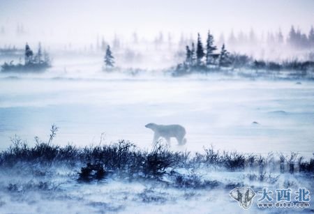 Wapusk国家公园里几乎聚集了全部野生北极熊
