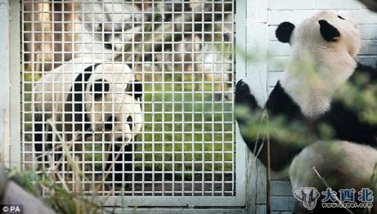 错过时机:甜甜和阳光在36个小时的排卵时间中未能交配。 错过时机:甜甜和阳光在36个小时的排卵时间中未能交配。