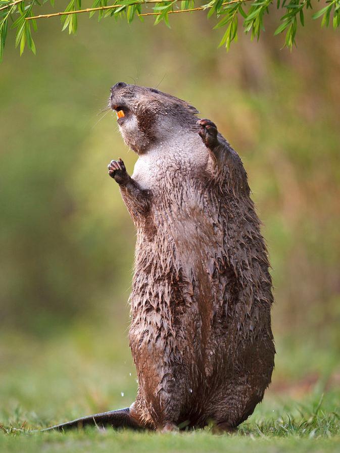 美国男子沃尔特回头看向鲨鱼。他在马萨诸塞州一浅海滩驾驶皮划艇游玩时,一只足有14英尺(约4.3米)长的大白鲨出现在距他不到3米的地方,露出鱼鳍。