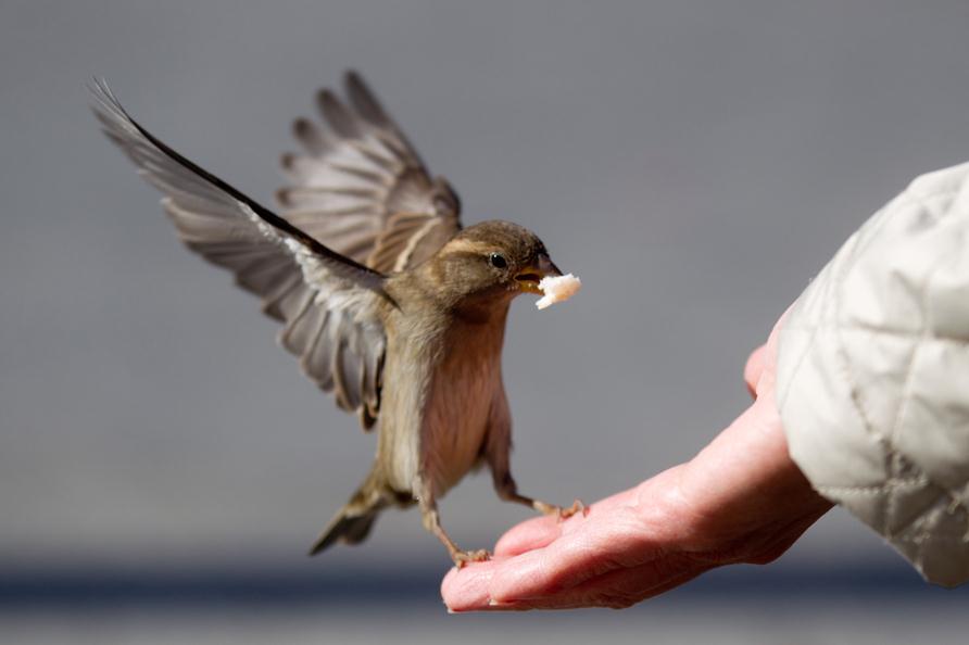 9月20日,一名游客在柏林市中心喂麻雀。 AFP PHOTO / KAY NIETFELD