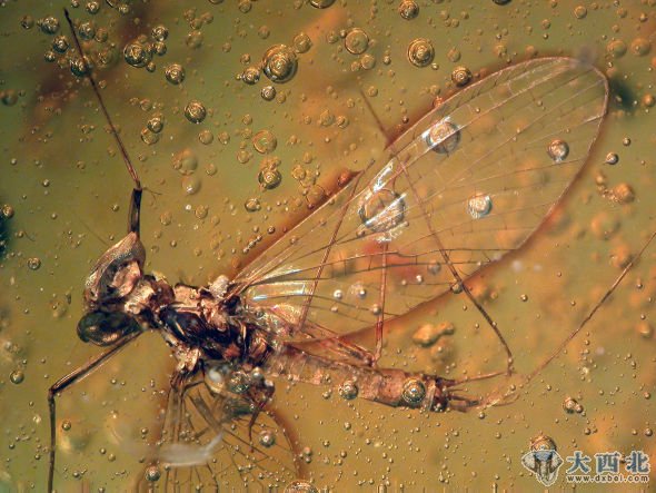 这张照片中可以看到，在这块距今1600万年的琥珀之中，一只蜉蝣被困在其中，它的背上有一只搭便车的小虫子，那是一只跳虫