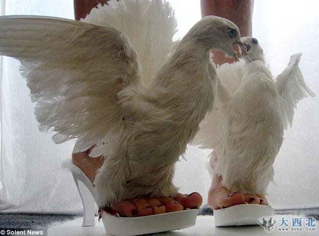 德国柏林的45岁女设计师爱丽丝·席费施泰因(Iris Schieferstein)热衷制作古怪高跟鞋,这些用死去动物的肢体设计和制作出的高跟鞋价格高达3900英镑(约合3.9万元人民币)。而如此另类的高跟鞋只有像美国歌手Lady Gaga这样的人才会感兴趣。