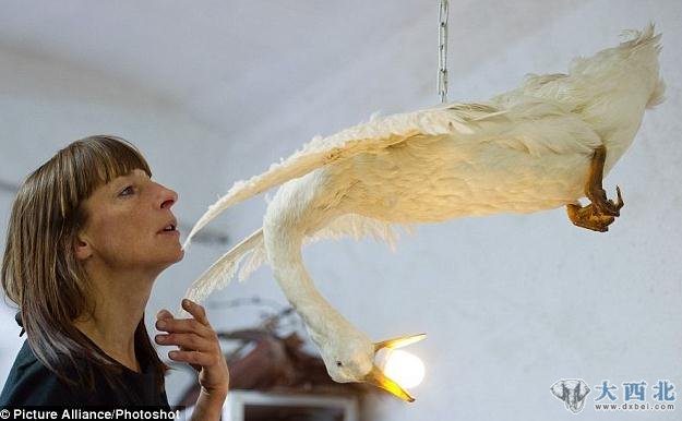 德国柏林的45岁女设计师爱丽丝·席费施泰因热衷制作古怪高跟鞋,这些用死去动物的肢体设计和制作出的高跟鞋价格高达3900英镑(约合3.9万元人民币)。