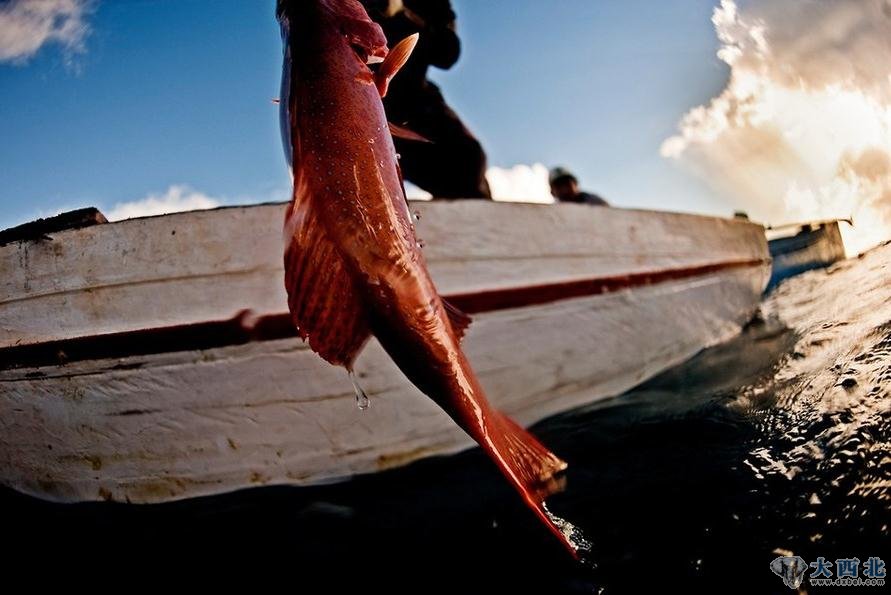 为了让具有可持续性的活鱼产业成为现实,除了渔民和出口公司的共同努力外,还需要提高消费者的意识,这一点尤为重要。