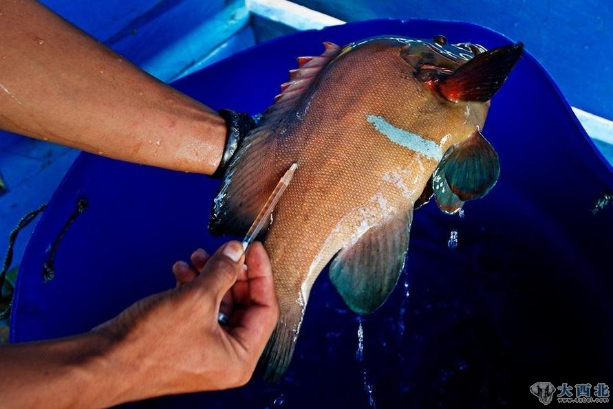 如果是使用氰化物捕到的鱼,他们还会给鱼注射四环素,以降低死亡率。这种抗生素会在鱼体内停留一周时间。