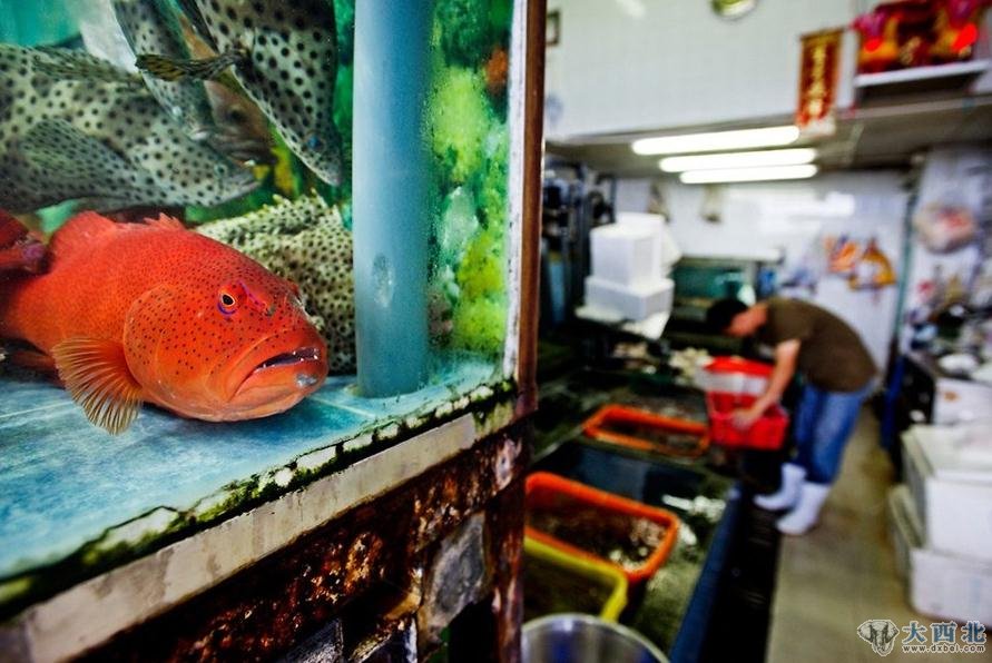 鱼缸中的石斑鱼,随时都有可能沦为食客的盘中餐。