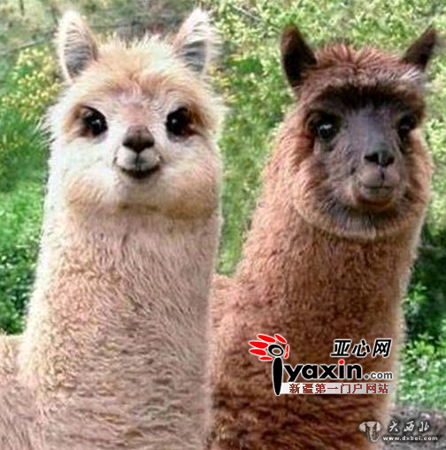 300只羊驼木垒安家 它们来自澳大利亚“很能适应新疆” 300只羊驼木垒安家 它们来自澳大利亚“很能适应新疆”