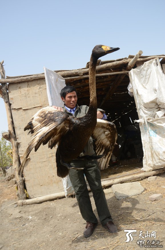 新疆巴州白天鹅受污染变“黑”天鹅/图 新疆巴州白天鹅受污染变“黑”天鹅/图