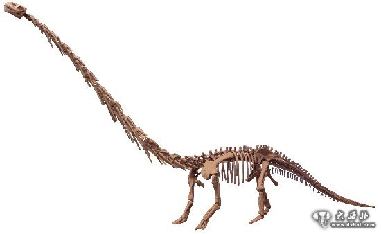 四川恐龙展品“六一”首次亮相新疆昌吉恐龙化石展 四川恐龙展品“六一”首次亮相新疆昌吉恐龙化石展