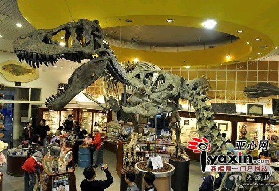 四川恐龙展品“六一”首次亮相新疆昌吉恐龙化石展 四川恐龙展品“六一”首次亮相新疆昌吉恐龙化石展