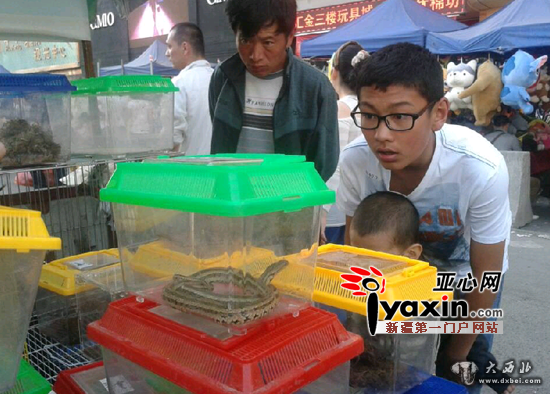 乌鲁木齐一小贩街头叫怪宠 蛇、蜈蚣、蝎子等五毒俱全 乌鲁木齐一小贩街头叫怪宠 蛇、蜈蚣、蝎子等五毒俱全
