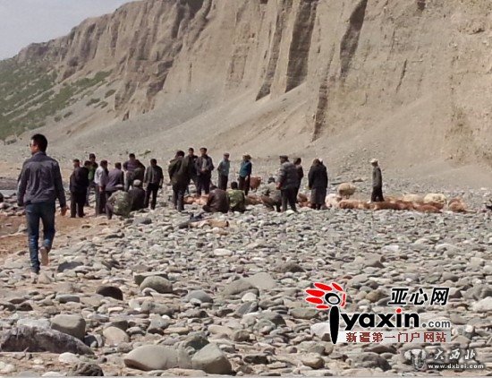 领头羊坠崖羊群跟着跳下 新疆呼图壁两兄弟损失59只羊 领头羊坠崖羊群跟着跳下 新疆呼图壁两兄弟损失59只羊