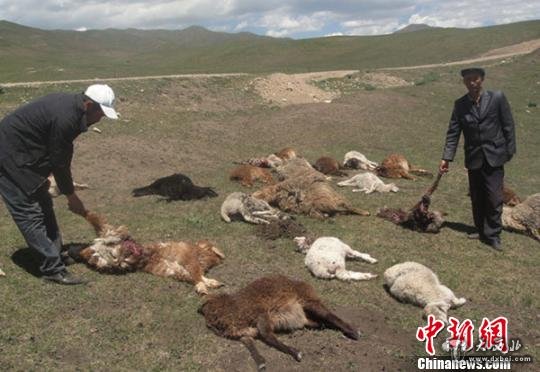 新疆野狼袭击牧民羊群 咬死近40只羊(图) 新疆野狼袭击牧民羊群 咬死近40只羊(图)
