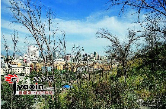乌鲁木齐市平顶山十万棵树渴成“光杆司令” 乌鲁木齐市平顶山十万棵树渴成“光杆司令”