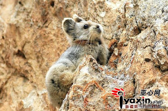 新疆22年后又见伊犁鼠兔 新疆22年后又见伊犁鼠兔