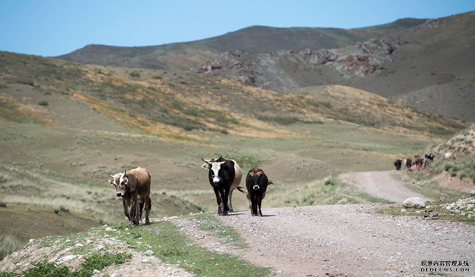 新疆特克斯县阿克塔斯牧业村的牛群下山寻找水源(8月3日摄)。