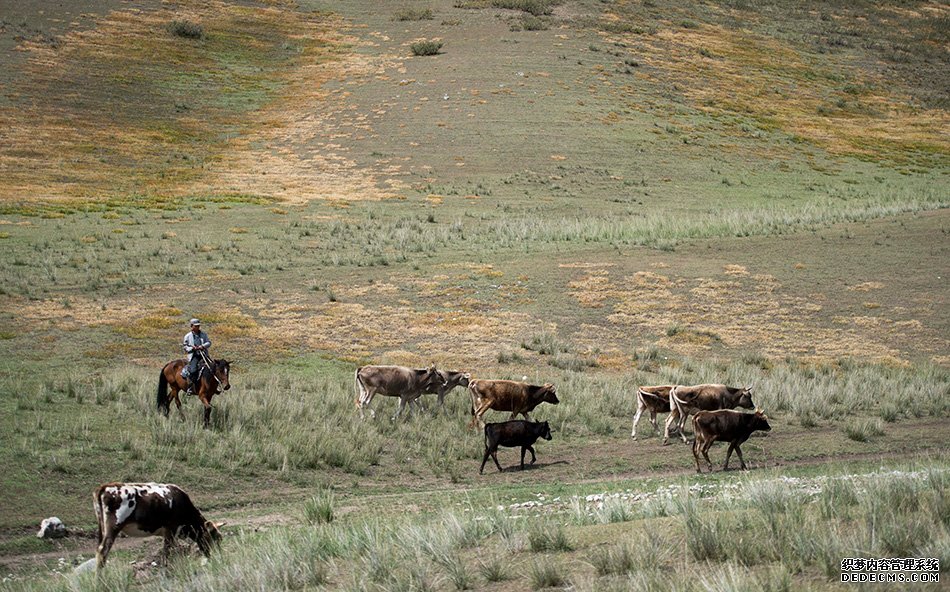 新疆特克斯县阿克塔斯牧业村一位牧民赶着牛群在干枯的草场上放牧(8月3日摄)。