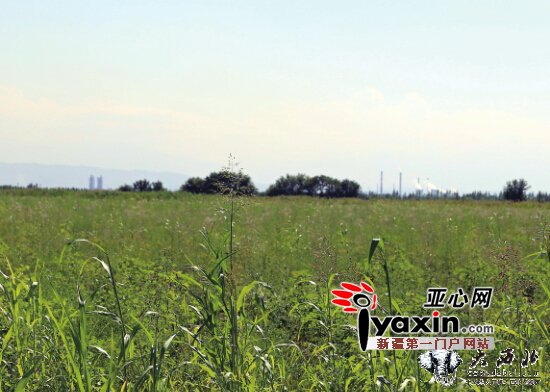 新疆玛纳斯湿地现阴晴两重天 可能与工业污染有关 新疆玛纳斯湿地现阴晴两重天 可能与工业污染有关