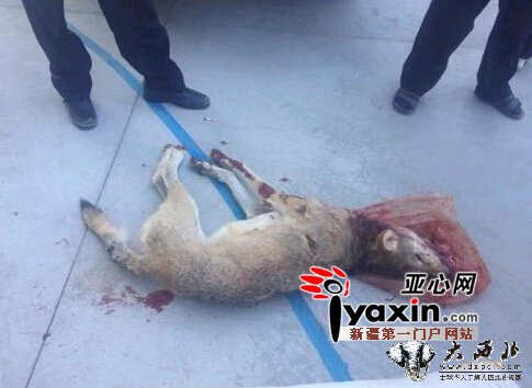 新疆富蕴饿狼夜袭村庄咬伤5人 当地成立临时捕杀小组 新疆富蕴饿狼夜袭村庄咬伤5人 当地成立临时捕杀小组