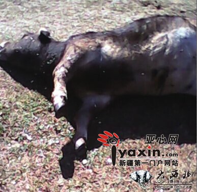 富蕴大旱草场枯干 阴坡林带毒草疯长  百余牛羊饿急了吃毒草毙命