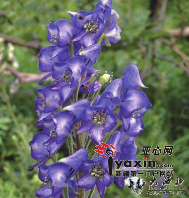 富蕴大旱草场枯干 阴坡林带毒草疯长  百余牛羊饿急了吃毒草毙命