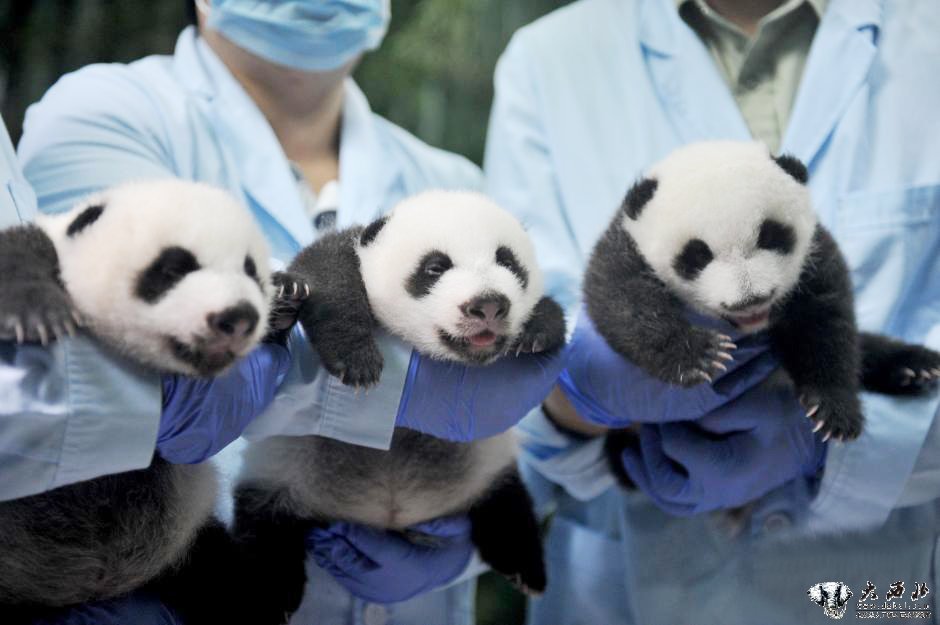 全球唯一存活大熊猫三胞胎顺利“开眼”