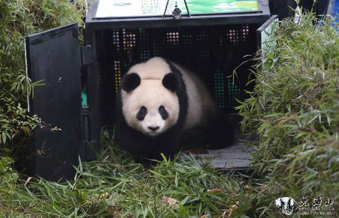 我国放归第四只人工繁育的大熊猫