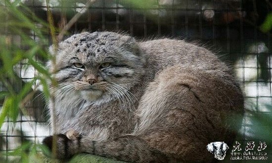 托里:警民放生珍稀兔狲 托里:警民放生珍稀兔狲