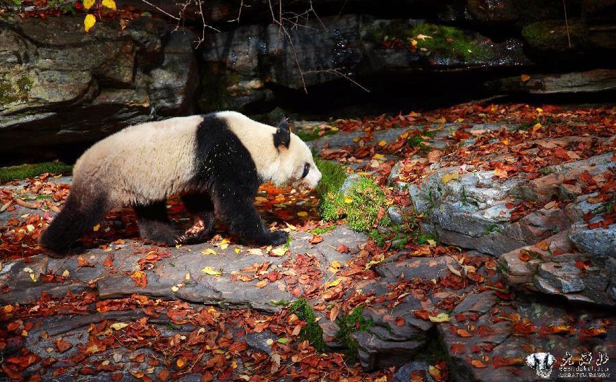 陕西省太白县黄柏塬现野生大熊猫