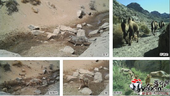 新疆罗布泊保护区首次拍到雪豹 位于阿尔金山北麓 新疆罗布泊保护区首次拍到雪豹 位于阿尔金山北麓